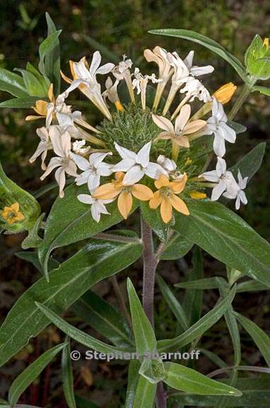 collomia grandiflora 2 graphic